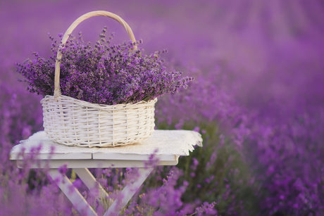 Lavanda ce Beneficii Are care sunt Principalele Soiuri cum se Cultiva si cum se Utilizeaza